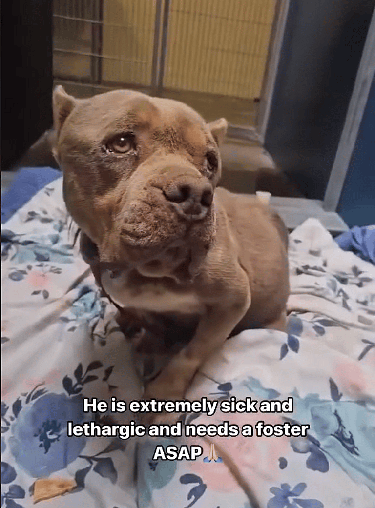 Senior Dog With a Looming Euthanasia Date Pleads for a Foster Home 